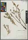 Foto von Salix repens subsp. repens L.